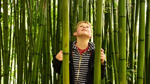 Boy amongst giant bamboo in the garden at Coleton Fishacre, Devon